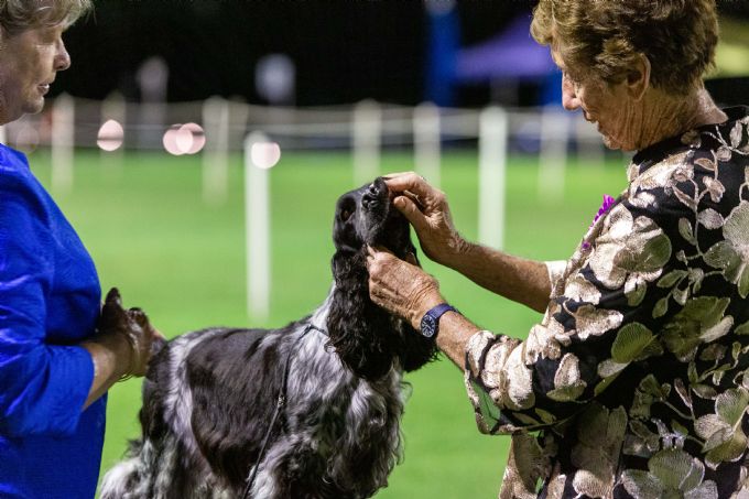 Aon test 2024 cocker spaniel